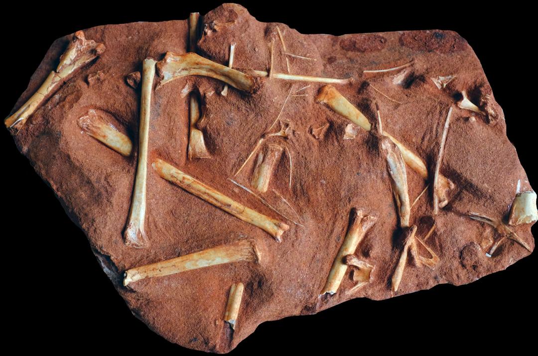 Reformas, corte de gastos e turismo científico-cultural na transformação de Cruzeiro do Oeste