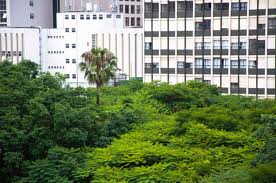 Plantio de árvores terá planejamento e novos critérios para evitar riscos e beneficiar a população