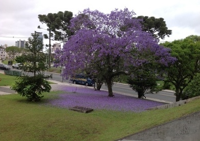 Abertas as inscrições ao curso de “Arborização Urbana” que começa por Francisco Beltrão