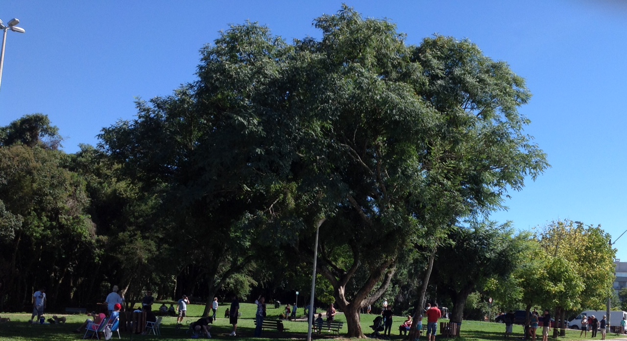 Inscrições ao “II Curso para Arborização Urbana”, em Umuarama, terminam em 02 de maio