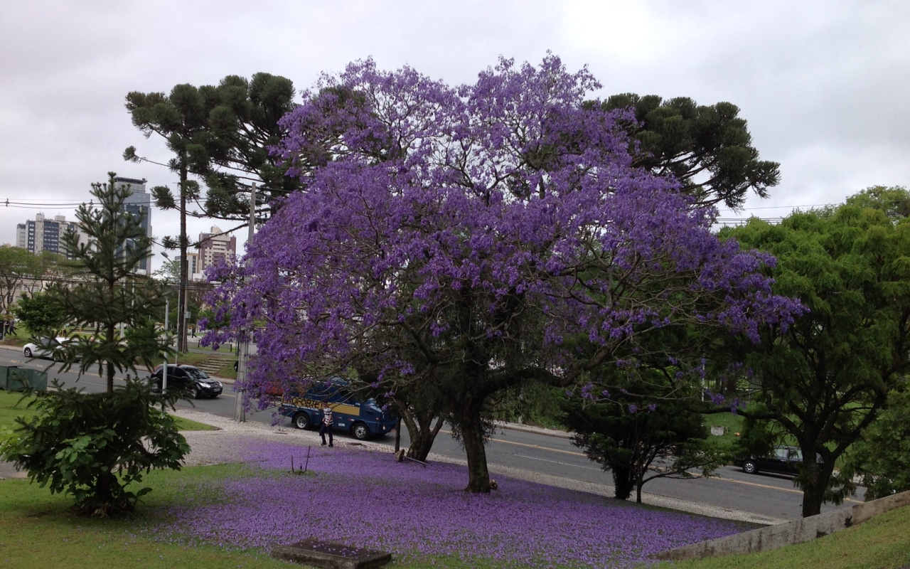 Abertas as inscrições ao curso de “Arborização Urbana” em Maringá