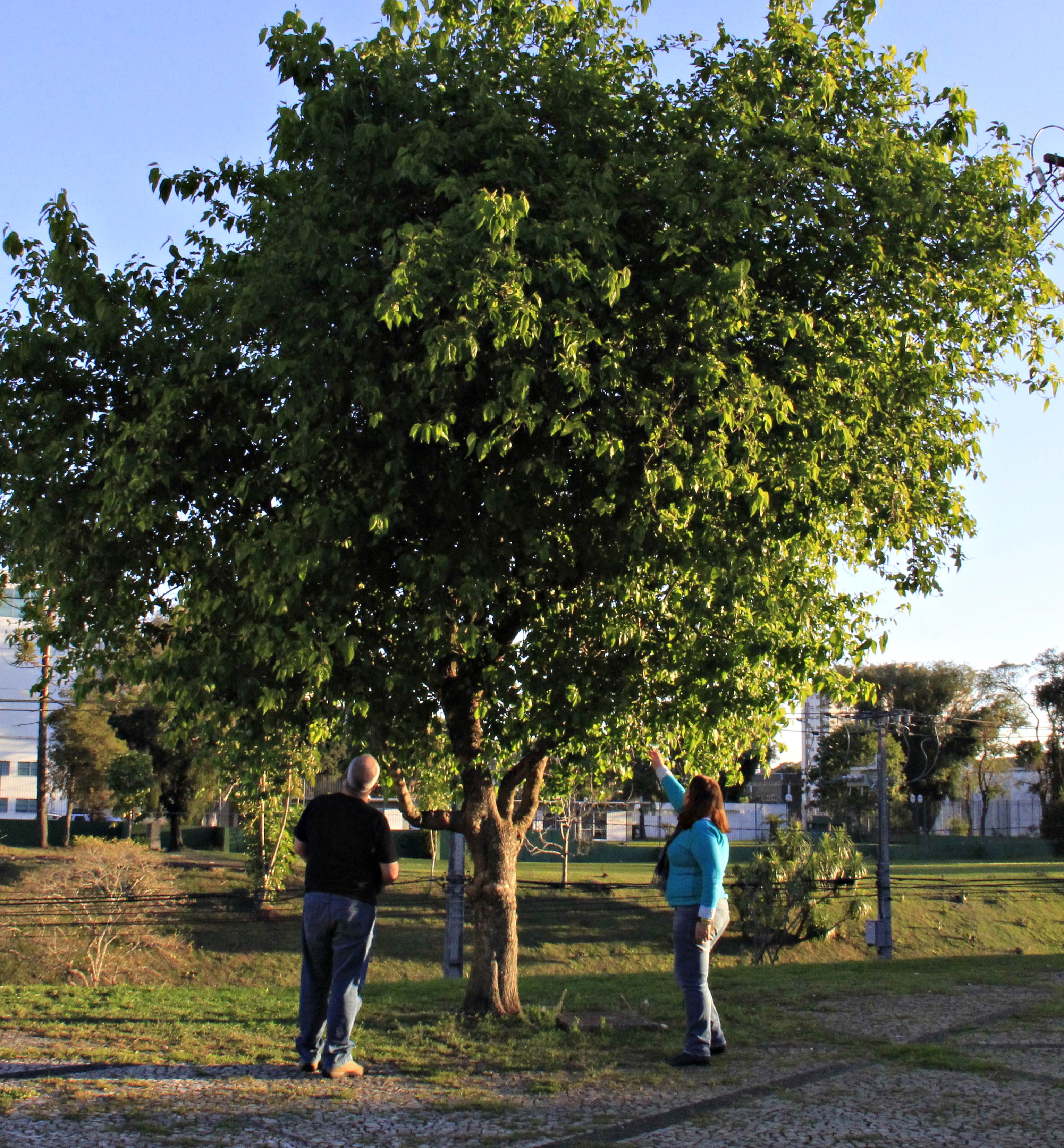 Abertas inscrições a novo curso de “Arborização Urbana”, desta vez em Cascavel