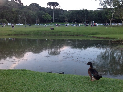 Estado capacita gestores públicos para um correto plano de arborização urbana