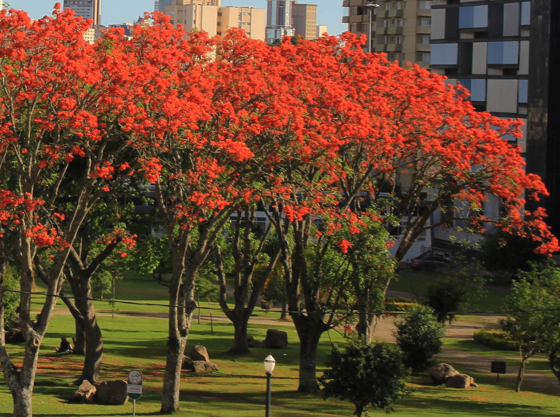 Curso de “Arborização Urbana”  visa melhor planejamento às cidades, à qualidade de vida e menores riscos ao meio ambiente