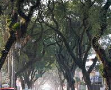 Plantio de árvores terá planejamento e novos critérios para evitar riscos e beneficiar a população