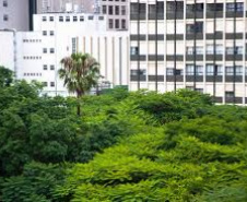 Plantio de árvores terá planejamento e novos critérios para evitar riscos e beneficiar a população