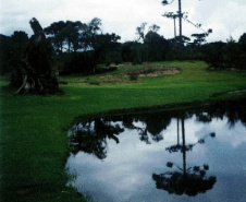 Ecossistemas terrestres dependem de conscientização e de políticas públicas