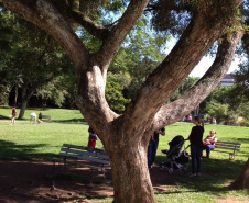 Inscrições ao “II Curso para Arborização Urbana”, em Umuarama, terminam em 02 de maio
