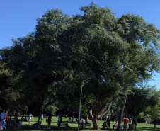 Inscrições ao “II Curso para Arborização Urbana”, em Umuarama, terminam em 02 de maio