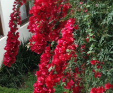 Estado capacita gestores públicos para um correto plano de arborização urbana