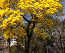 Curso de “Arborização Urbana” é único no mercado e propicia melhor gestão pública e qualidade de vida no Paraná