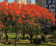 Curso de “Arborização Urbana”  visa melhor planejamento às cidades, à qualidade de vida e menores riscos ao meio ambiente