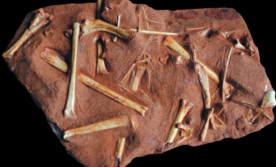 Reformas, corte de gastos e turismo científico-cultural na transformação de Cruzeiro do Oeste