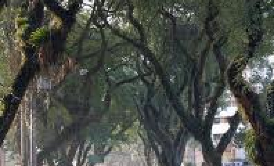 Plantio de árvores terá planejamento e novos critérios para evitar riscos e beneficiar a população