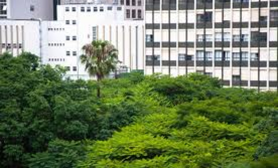 Plantio de árvores terá planejamento e novos critérios para evitar riscos e beneficiar a população