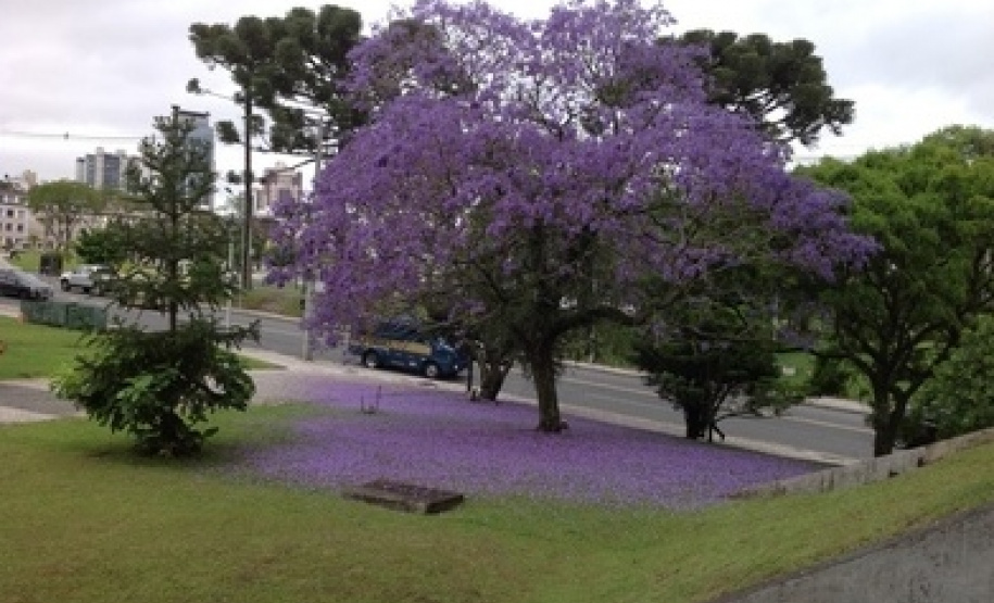 Abertas as inscrições ao curso de “Arborização Urbana” que começa por Francisco Beltrão