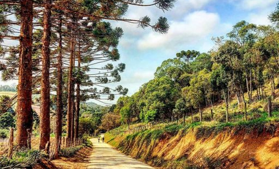 Ecossistemas terrestres dependem de conscientização e de políticas públicas