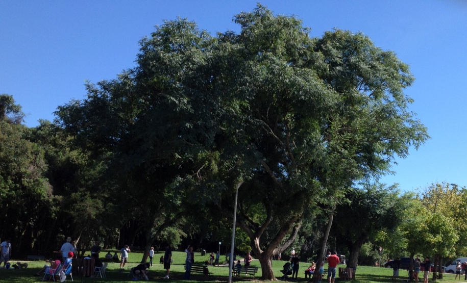 Inscrições ao “II Curso para Arborização Urbana”, em Umuarama, terminam em 02 de maio