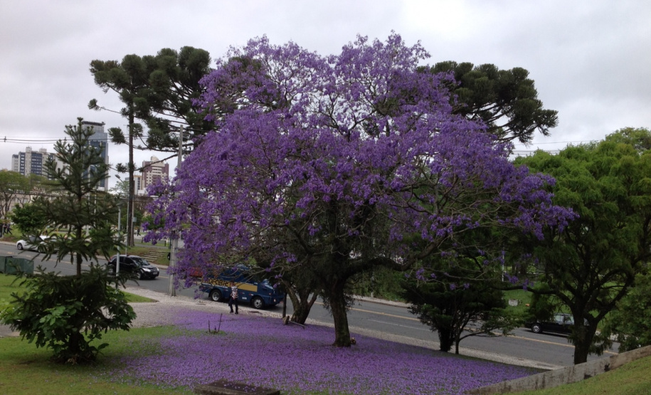 Abertas as inscrições ao curso de “Arborização Urbana” em Maringá