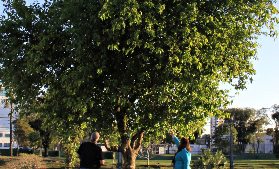 Abertas inscrições a novo curso de “Arborização Urbana”, desta vez em Cascavel