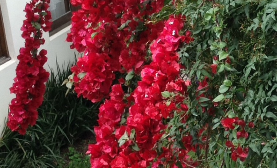 Estado capacita gestores públicos para um correto plano de arborização urbana