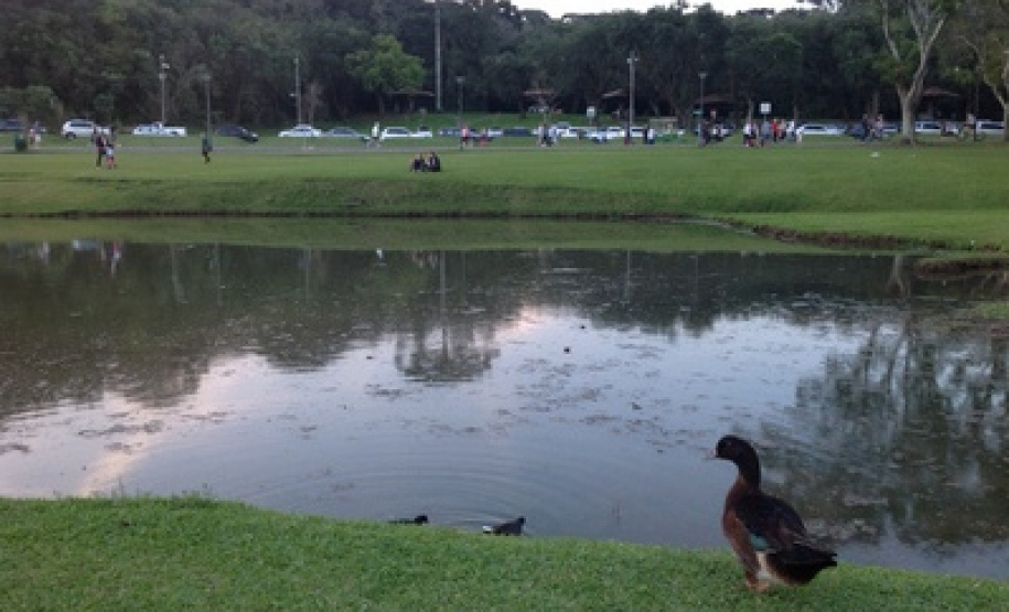 Estado capacita gestores públicos para um correto plano de arborização urbana