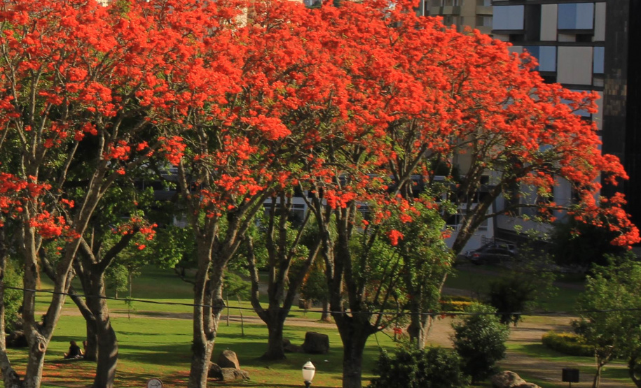 Curso de “Arborização Urbana”  visa melhor planejamento às cidades, à qualidade de vida e menores riscos ao meio ambiente