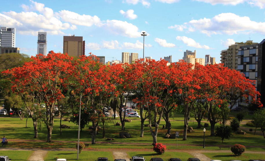 Curso de “Arborização Urbana”  visa melhor planejamento às cidades, à qualidade de vida e menores riscos ao meio ambiente